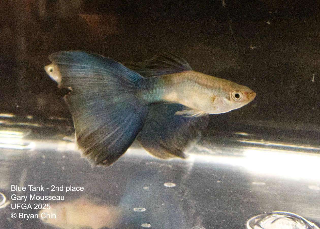 Guppy Blue